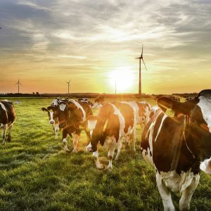 KoeindeWei-300×300-1